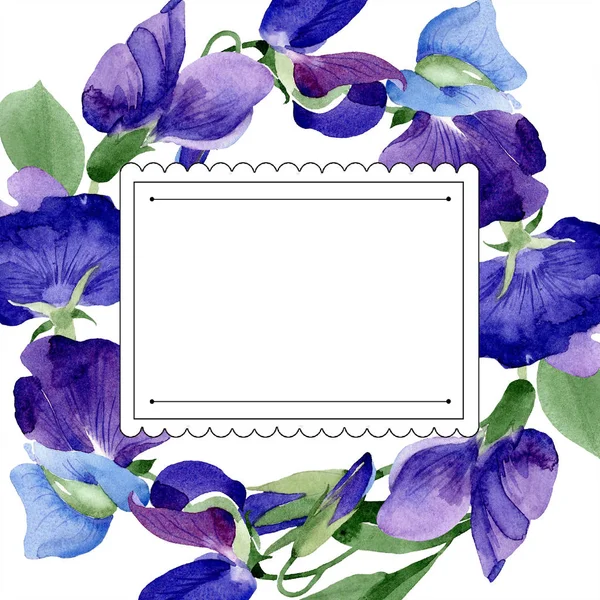 水彩紫甜豌豆花 花卉植物花 框边框装饰广场 包装图案 框架或边框的水彩画野花 — 图库照片
