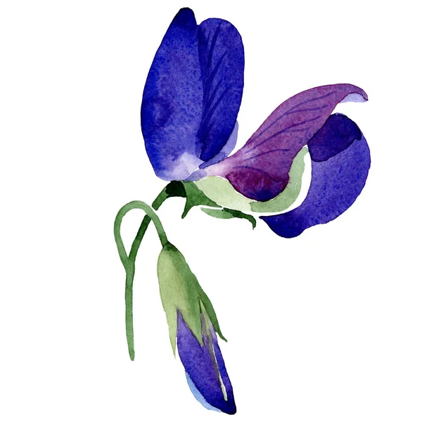 Akvarell Lila Édes Borsó Virág Virágos Botanikai Virág Elszigetelt Ábra — Stock Fotó