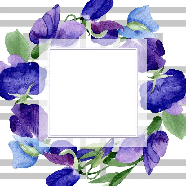 水彩の紫のスイートピーの花 花植物の花 フレーム枠飾りスクエア テクスチャ ラッパー パターン フレームや境界線の Aquarelle ワイルドフラワー — ストック写真