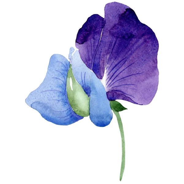 Akvarell Lila Édes Borsó Virág Virágos Botanikai Virág Elszigetelt Ábra — Stock Fotó