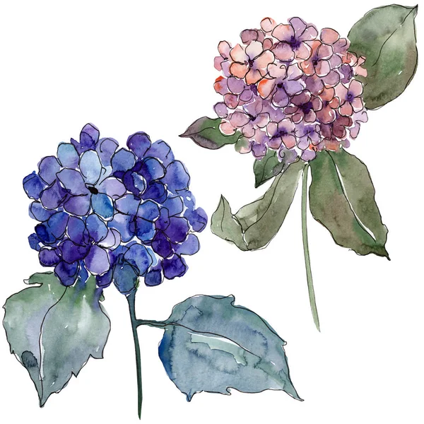 Fleurs Gortenzia Colorées Aquarelle Fleur Botanique Florale Élément Illustration Isolé — Photo
