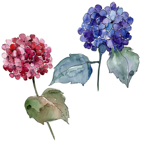 Ακουαρέλα Gortenzia Πολύχρωμα Λουλούδια Floral Βοτανικό Λουλούδι Απομονωμένη Εικονογράφηση Στοιχείο — Φωτογραφία Αρχείου
