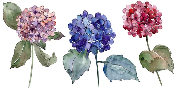 Ακουαρέλα Gortenzia Πολύχρωμα Λουλούδια Floral Βοτανικό Λουλούδι Απομονωμένη Εικονογράφηση Στοιχείο — Φωτογραφία Αρχείου