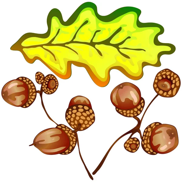 Vector Herfst Geel Eikenbladeren Acorn Plant Blad Plant Botanische Tuin — Stockvector