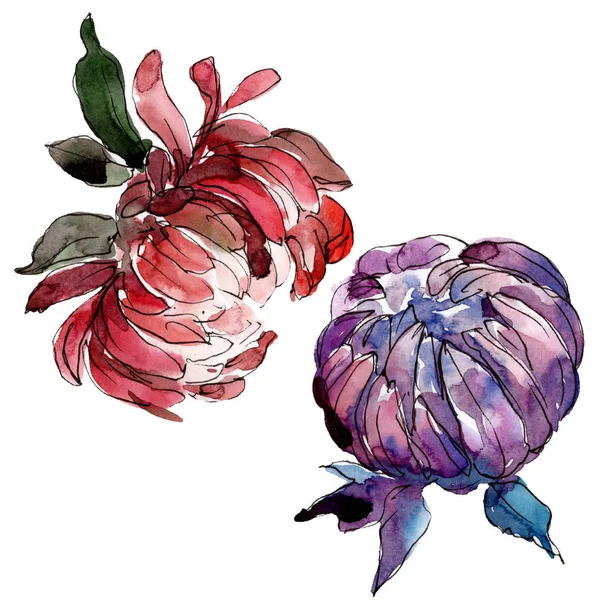 Acquerello Colorato Fiore Aster Fiore Botanico Floreale Elemento Illustrazione Isolato — Foto Stock