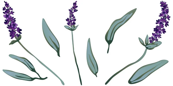 分離ベクトル スタイル ラベンダー バイオレット 植物の完全な名前 ラベンダー テクスチャ ラッパー パターン 枠や図面枠のベクターの花 — ストックベクタ