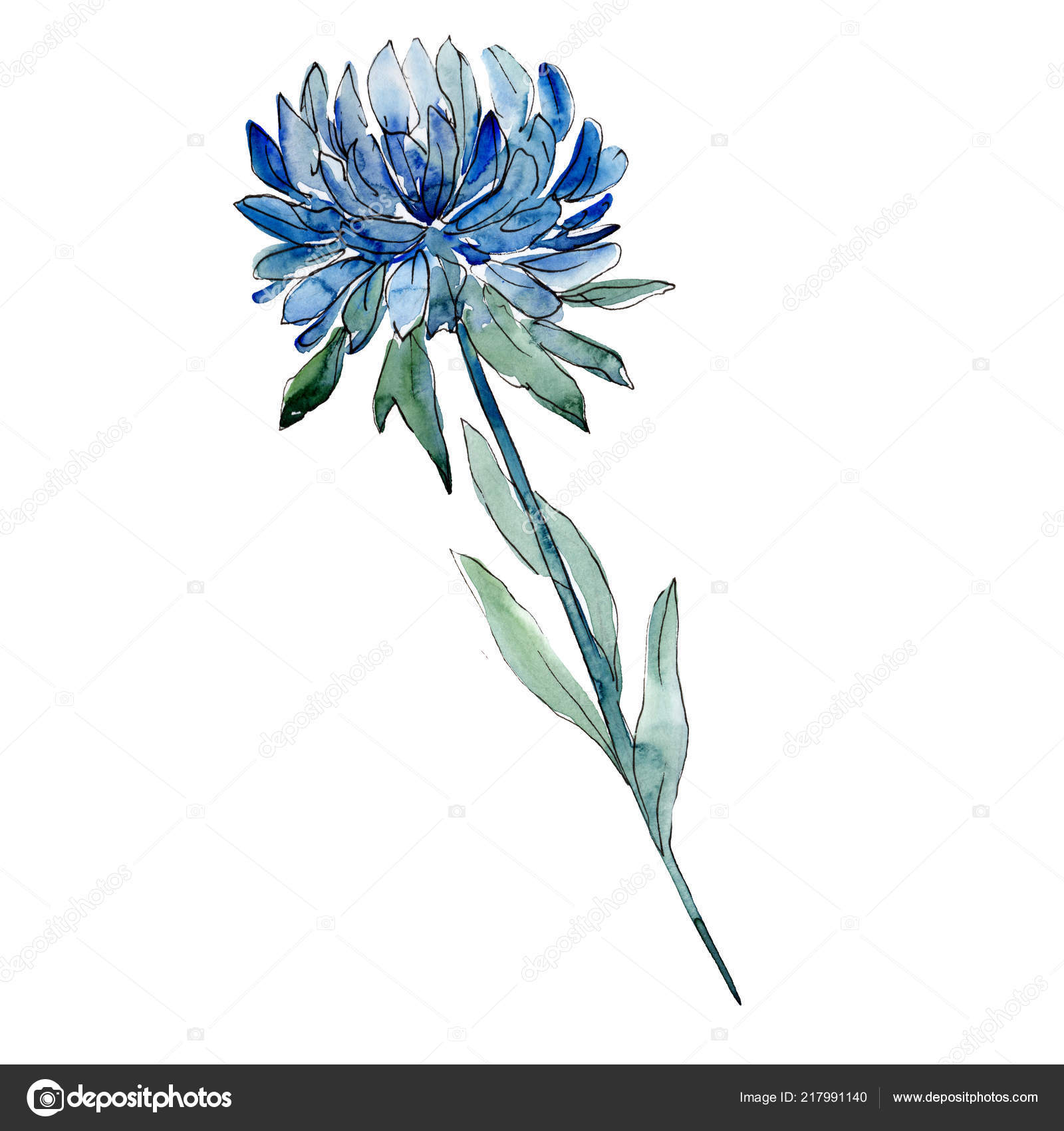 Watercolor Blue Aster Flower Floral Botanical Flower Isolated Illustration Element Stock Photo C Mystocks 217991140
