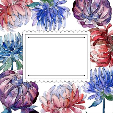 Sulu boya renkli aster çiçek. Botanik çiçek. Çerçeve kenarlığı süsleme Meydanı. Arka plan, doku, sarıcı desen, çerçeve veya kenarlık için Aquarelle kır çiçeği.