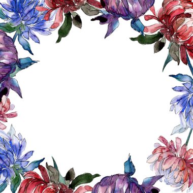 Sulu boya renkli aster çiçek. Botanik çiçek. Çerçeve kenarlığı süsleme Meydanı. Arka plan, doku, sarıcı desen, çerçeve veya kenarlık için Aquarelle kır çiçeği.