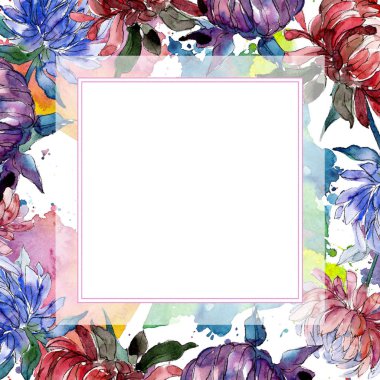 Sulu boya renkli aster çiçek. Botanik çiçek. Çerçeve kenarlığı süsleme Meydanı. Arka plan, doku, sarıcı desen, çerçeve veya kenarlık için Aquarelle kır çiçeği.