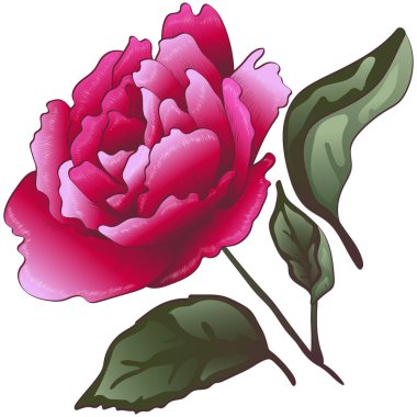 Kır çiçeği kırmızı gül çiçek izole bir vektör tarzı. Arka plan, doku, sarıcı desen, çerçeve veya kenarlık için vektör çiçek.