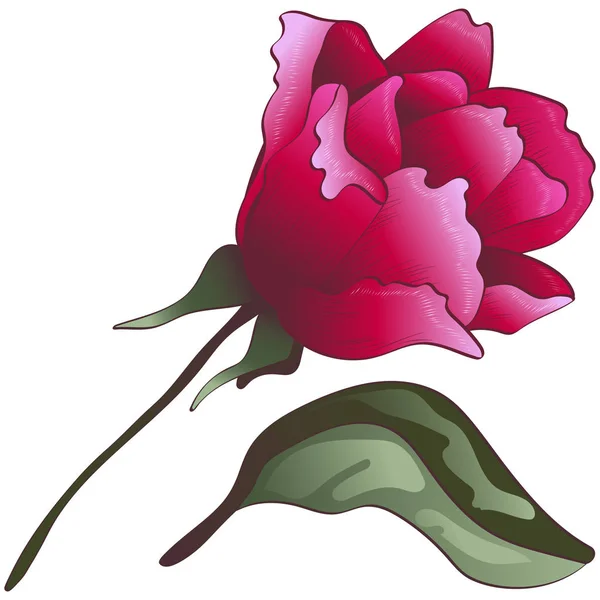 Flor Silvestre Flor Rosa Roja Estilo Vectorial Aislado Flor Vectorial — Vector de stock