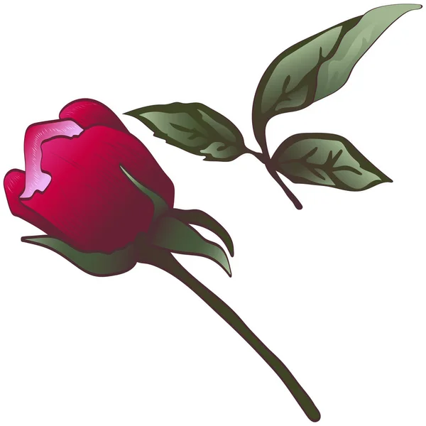 Wildflower Κόκκινο Τριαντάφυλλο Ένα Στυλ Διάνυσμα Απομονωμένη Διάνυσμα Λουλούδι Για — Διανυσματικό Αρχείο