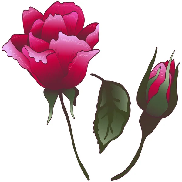 Fleurs Sauvages Rose Rouge Dans Style Vectoriel Isolé Fleur Vectorielle — Image vectorielle