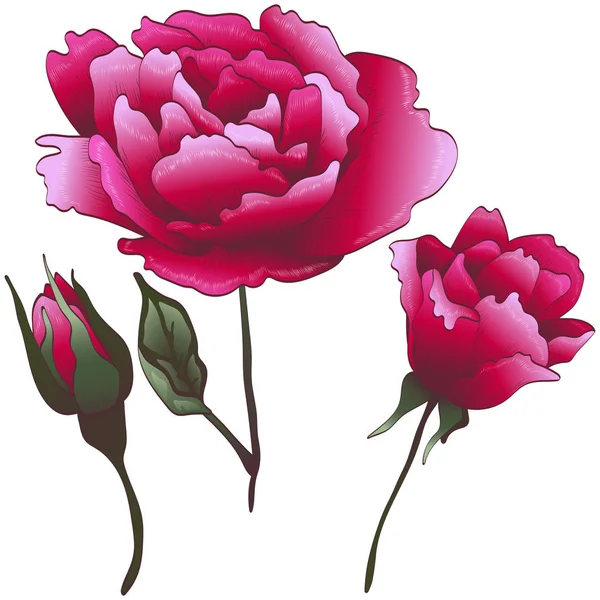 Wildflower Rood Roze Bloem Een Vector Stijl Geïsoleerd Vector Bloem — Stockvector