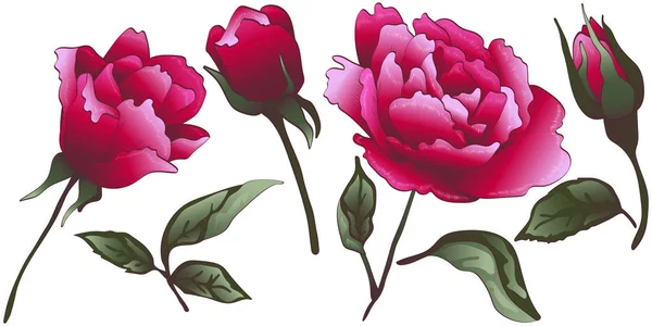 Wildflower Rood Roze Bloem Een Vector Stijl Geïsoleerd Vector Bloem — Stockvector