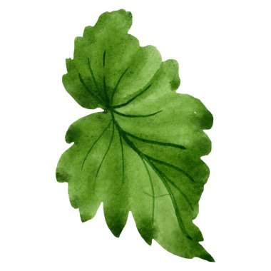 Sulu boya yeşil yaprak Begonya. Botanik çiçek. İzole illüstrasyon öğesi. Bitki tam adı: Begonya. Arka plan, doku, sarıcı desen, çerçeve veya kenarlık için Aquarelle kır çiçeği.