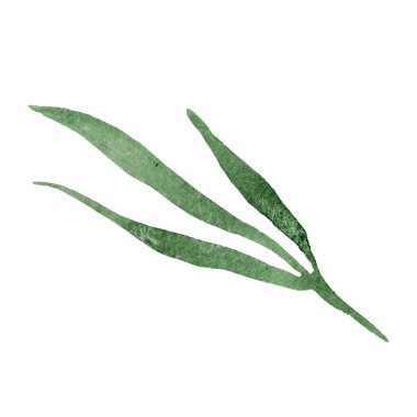 Sulu boya yeşil yaprak zambak çiçeği. Botanik çiçek. İzole illüstrasyon öğesi. Arka plan, doku, sarıcı desen, çerçeve veya kenarlık için Aquarelle kır çiçeği.