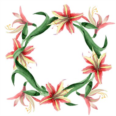 Suluboya kırmızı hippeastrum çiçek. Botanik çiçek. Çerçeve kenarlığı süsleme Meydanı. Bitki tam adı: hippeastrum. Arka plan, doku, çerçeve veya kenarlık Aquarelle kır çiçeği.