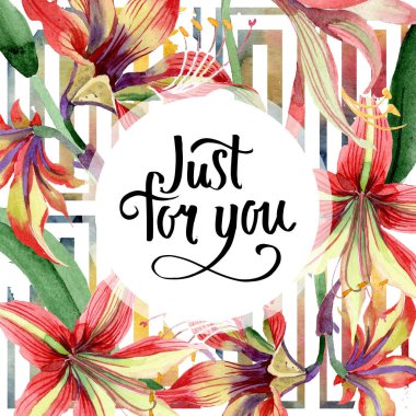 Suluboya kırmızı hippeastrum çiçek. Botanik çiçek. Çerçeve kenarlığı süsleme Meydanı. Bitki tam adı: hippeastrum. Arka plan, doku, çerçeve veya kenarlık Aquarelle kır çiçeği.