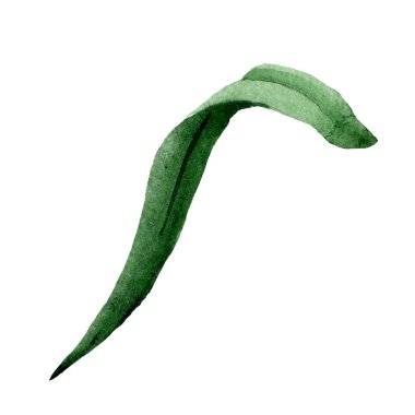 Sulu boya yeşil yaprak hippeastrum çiçek. Botanik çiçek. İzole illüstrasyon öğesi. Bitki tam adı: hippeastrum. Arka plan, doku, sarıcı desen Aquarelle kır çiçeği.