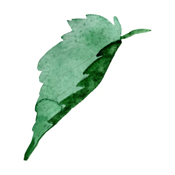 Begonia Hoja Verde Acuarela Flor Botánica Floral Elemento Ilustración Aislado —  Fotos de Stock