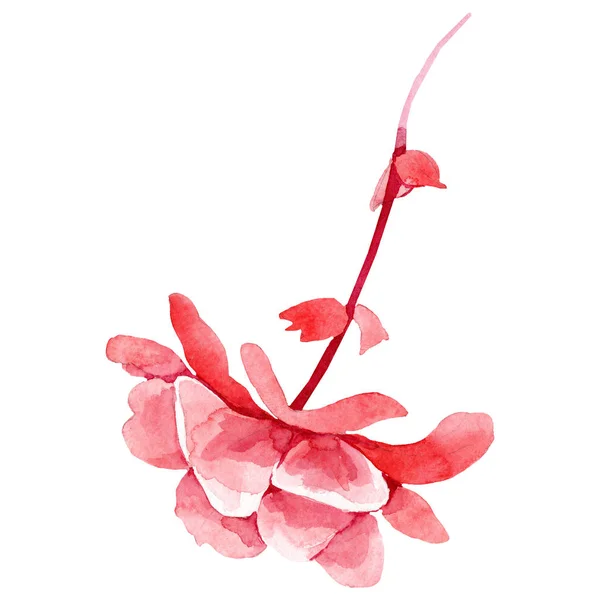 Ακουαρέλα Μπιγκόνια Κόκκινο Λουλούδι Floral Βοτανικό Λουλούδι Απομονωμένη Εικονογράφηση Στοιχείο — Φωτογραφία Αρχείου