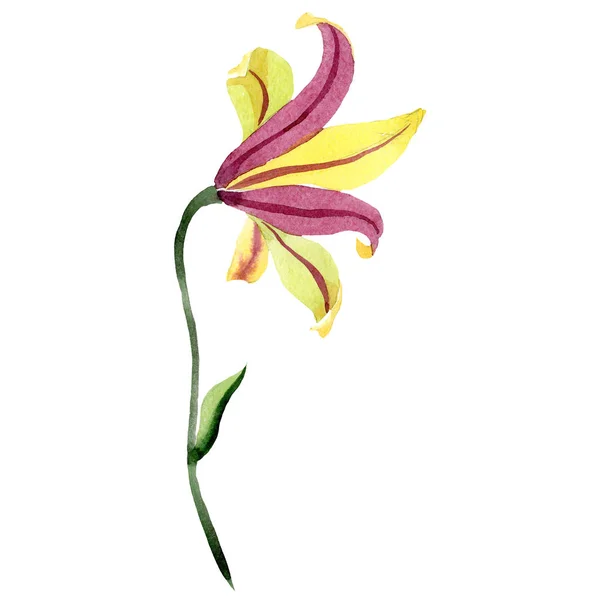 Акварельный Желтый Цветок Лилии Цветочный Ботанический Цветок Изолированный Элемент Иллюстрации — стоковое фото