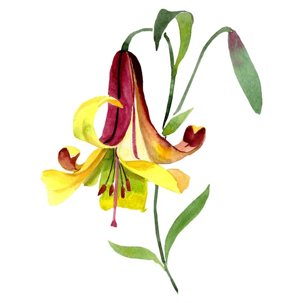 Fiore Giglio Giallo Acquerello Fiore Botanico Floreale Elemento Illustrazione Isolato — Foto Stock