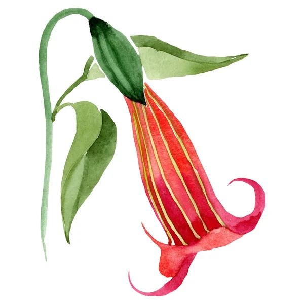 Acuarelă Roșu Brugmansiya Floare Flori Botanice Florale Element Izolat Ilustrație — Fotografie, imagine de stoc