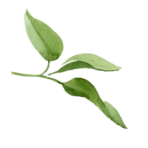 水彩绿叶 Brugmansiya 花卉植物花 独立的插图元素 植物全名 Brugmansiya 水彩画野花为背景 包装图案 — 图库照片