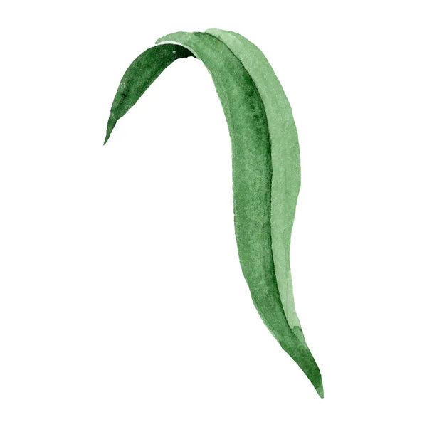 Fiore Hippeastrum Foglia Verde Acquerello Fiore Botanico Floreale Elemento Illustrazione — Foto Stock