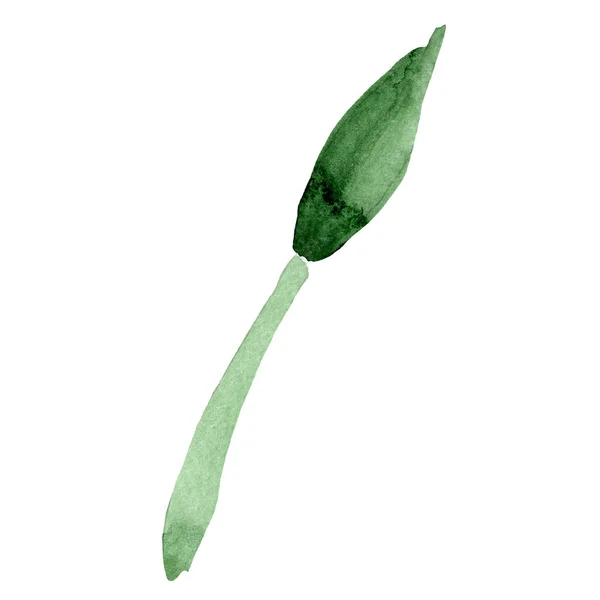 Akvarell Grönt Blad Hippeastrum Blomma Blommig Botaniska Blomma Isolerade Illustration — Stockfoto