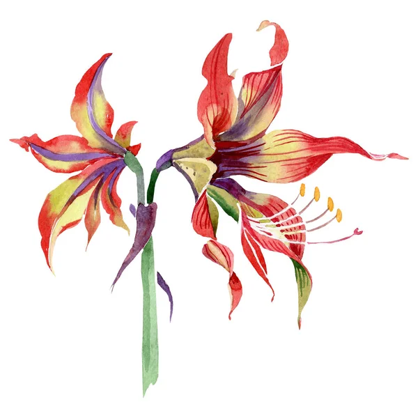 Акварель Красный Цветок Бегемота Цветочный Ботанический Цветок Изолированный Элемент Иллюстрации — стоковое фото
