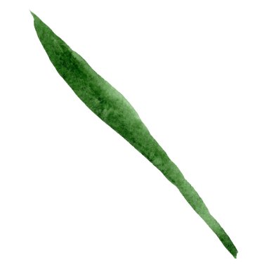 Sulu boya yeşil alstroemeria çiçek yaprak. Botanik çiçek. İzole illüstrasyon öğesi. Arka plan, doku, sarıcı desen, çerçeve veya kenarlık için Aquarelle kır çiçeği.