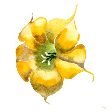 Sulu boya brugmansiya sarı çiçek. Botanik çiçek. İzole illüstrasyon öğesi. Arka plan, doku, sarıcı desen, çerçeve veya kenarlık için Aquarelle kır çiçeği.