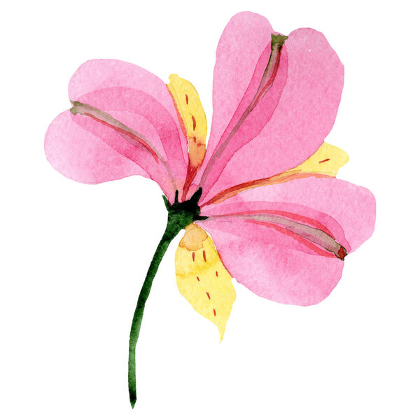 Акварельно розовый цветок альстромерии. Цветочный ботанический цветок. Изолированный элемент иллюстрации. Aquarelle wildflower for background, texture, wrapper pattern, frame or border
.
