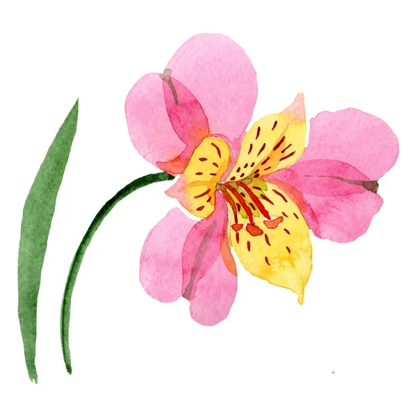 Květinový Akvarel Růžové Kosatců Květinové Botanické Květin Izolované Ilustrace Prvek — Stock fotografie