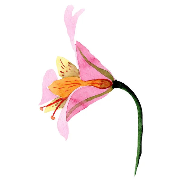 Akwarela Alstremeria Różowy Kwiat Botaniczny Kwiat Kwiatowy Element Ilustracja Białym — Zdjęcie stockowe