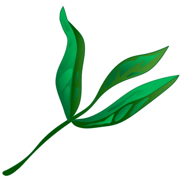 牡丹的绿叶在矢量风格中被隔绝 叶植物植物园花叶 独立的插图元素 包装图案 框架或边框的水彩画叶 — 图库矢量图片