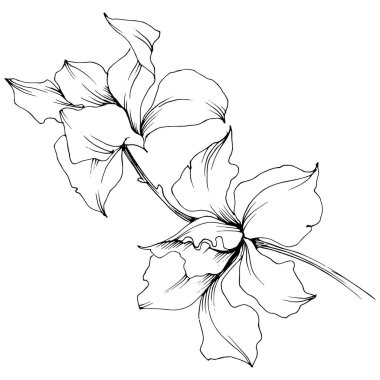 Vektör orkide çiçek. Botanik çiçek. İzole illüstrasyon öğesi. Arka plan, doku, sarıcı desen, çerçeve veya kenarlık için Aquarelle kır çiçeği.