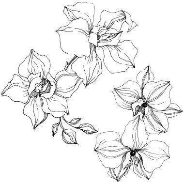 Vektör orkide çiçek. Botanik çiçek. İzole illüstrasyon öğesi. Arka plan, doku, sarıcı desen, çerçeve veya kenarlık için Aquarelle kır çiçeği.