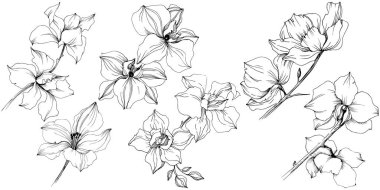 Vektör orkide çiçek. Botanik çiçek. İzole illüstrasyon öğesi. Arka plan, doku, sarıcı desen, çerçeve veya kenarlık için Aquarelle kır çiçeği.