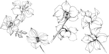 Vektör orkide çiçek. Botanik çiçek. İzole illüstrasyon öğesi. Arka plan, doku, sarıcı desen, çerçeve veya kenarlık için Aquarelle kır çiçeği.