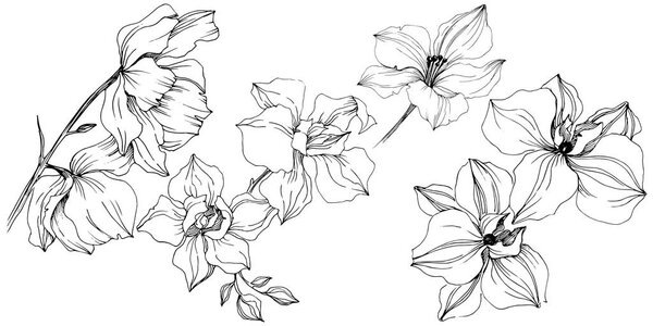 Vector orchid flower. Floral botanical flower. Isolated illustration element. Aquarelle wildflower for background, texture, wrapper pattern, frame or border.