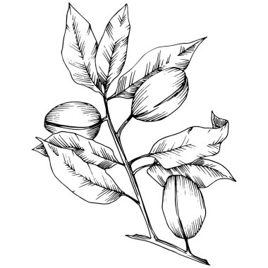 Badem izole bir vektör tarzı. solated resimde öğesi. Bitki tam adı: badem. Arka plan, doku, sarıcı desen, çerçeve veya kenarlık için vektör çiçek.