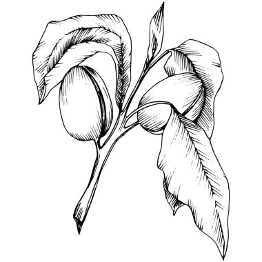 Badem izole bir vektör tarzı. solated resimde öğesi. Bitki tam adı: badem. Arka plan, doku, sarıcı desen, çerçeve veya kenarlık için vektör çiçek.