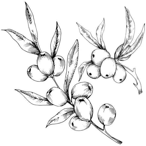 Hippophae Pflanzenvektorsymbol Auf Weißem Hintergrund Vektorblume Für Hintergrund Textur Wrappermuster — Stockvektor