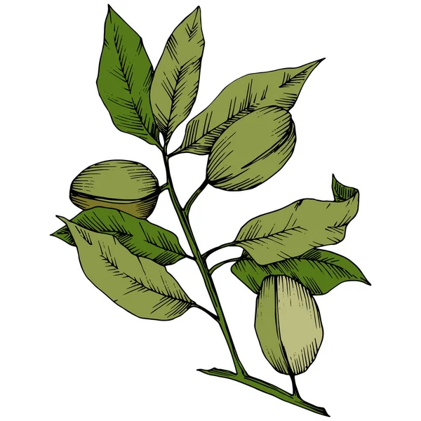 Πράσινο Αμύγδαλο Ένα Στυλ Διάνυσμα Απομονωμένη Πλήρης Ονομασία Του Φυτού — Διανυσματικό Αρχείο