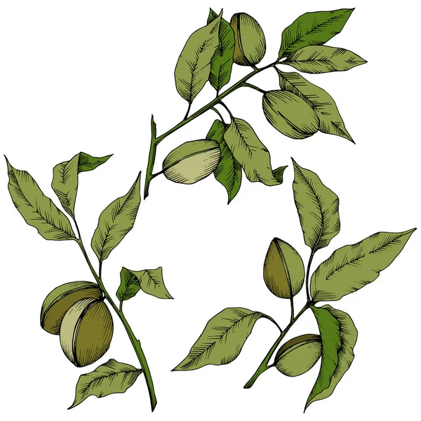 分離ベクトル スタイルでアーモンド グリーン 植物の完全な名前 アーモンド テクスチャ ラッパー パターン 枠や図面枠のベクターの花 — ストックベクタ